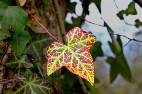 poison ivy porn|poison ivy Search